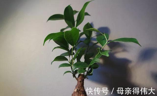 养过榕树以后才后悔,本以为是盆常绿货,结果叶片发黄像棵草