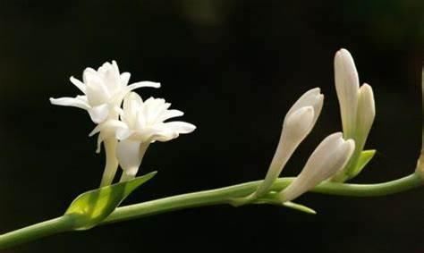 晚香玉是生产许多著名香水的原料