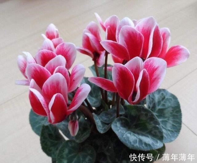 球茎|养仙客来,掌握3点,花朵开不败,一年一轮回!
