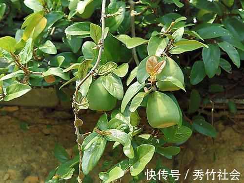 长在树上的“天然果冻”，山里小孩最爱吃，有谁认识吗