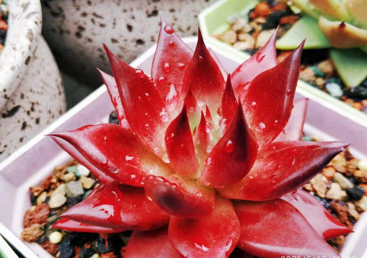 养不绿的鲁宾，晒不红的三色堇——这两款特征明显的多肉怎么选？