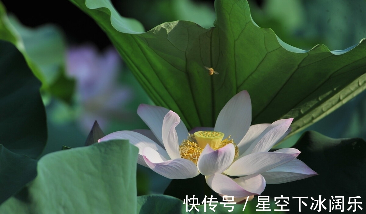 瓶梅|心守一抹暖阳,静待一树花开,愿时光温柔以待,岁月永不蹉跎