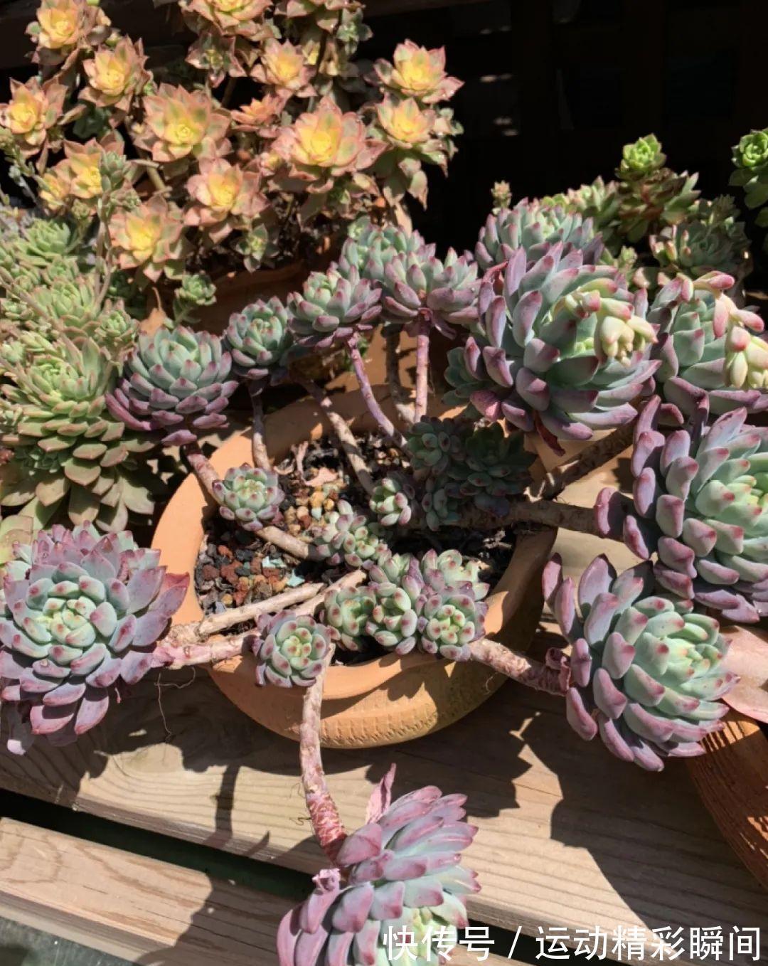 十几年的多肉“妖精”,自然老桩头,造型太美