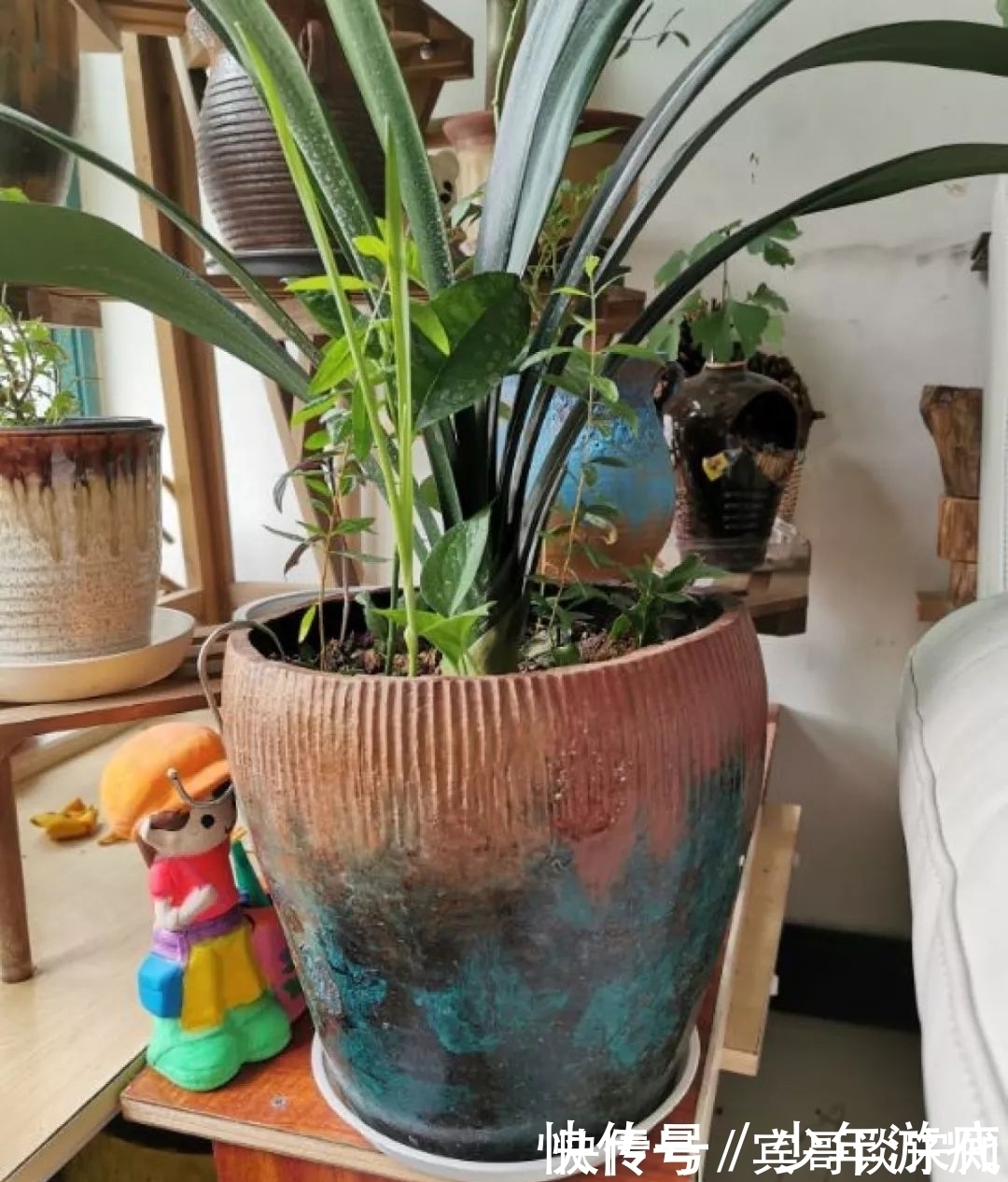 花园|养花技巧：客厅养一堆便宜花，一年四季开不停，没钱也能变花园！