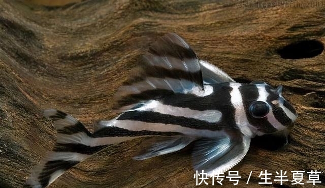 盘点|鱼缸里常见清道夫鱼工具鱼种类盘点,跑不出这3大类,你用对了吗