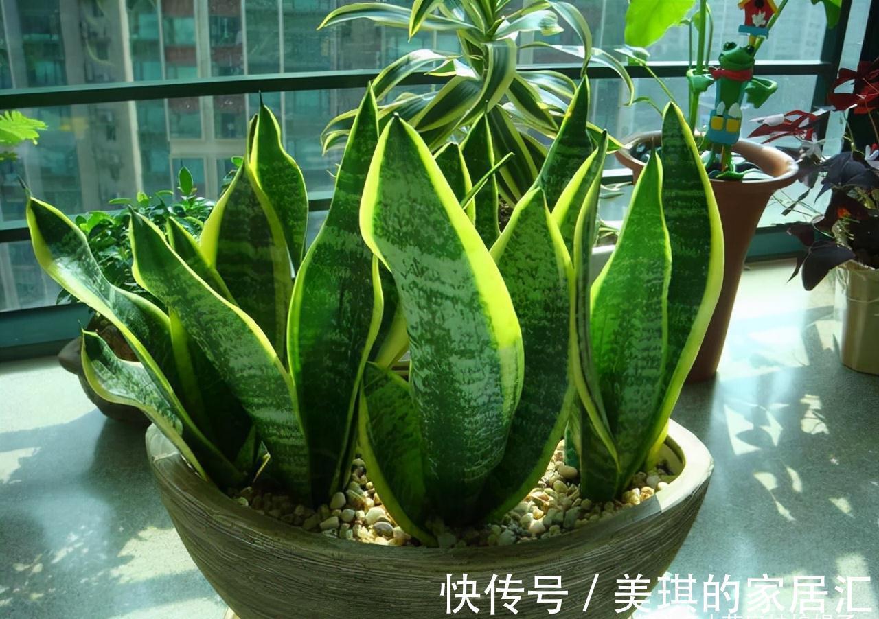 浇水|想要养好花先要养好根,根养好了,花儿才能长得旺,开花多