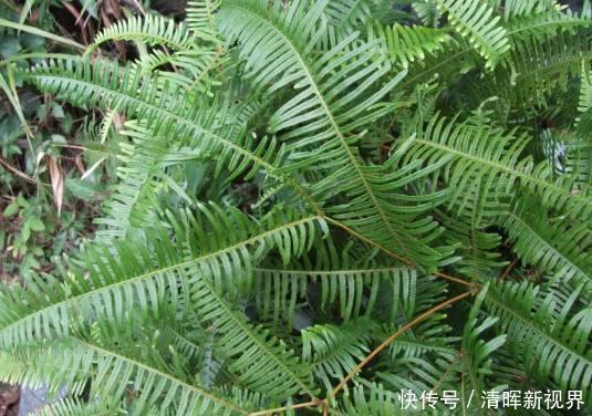 铁芒萁|此植物叫芒萁,以前是烧火的好材料,现在被遗忘,越来越少见了