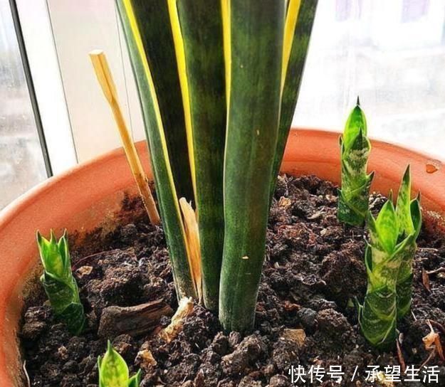龟背竹|3种“大气花”越热越长个,新叶呼呼窜,室内百搭花,越长越高雅