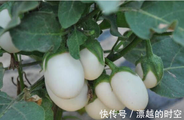 “5种菜”种阳台,漂亮又好养,吃了一茬又一茬,夏天不用出门买