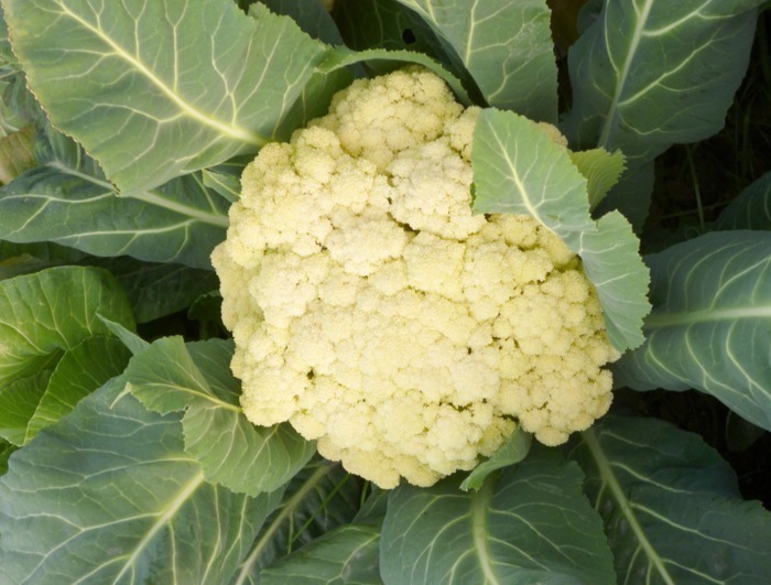 坏血症|花菜的“死对头”,放在一起吃的话,轻则身体不适,重则可能中毒