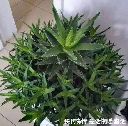 这四种绿植，十天半个月可以不浇水，爆芽、疯长到盆都装不下！