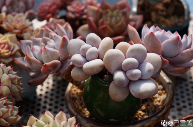 服盆|新买的多肉,旱它10天不浇水,反而长得特别胖!