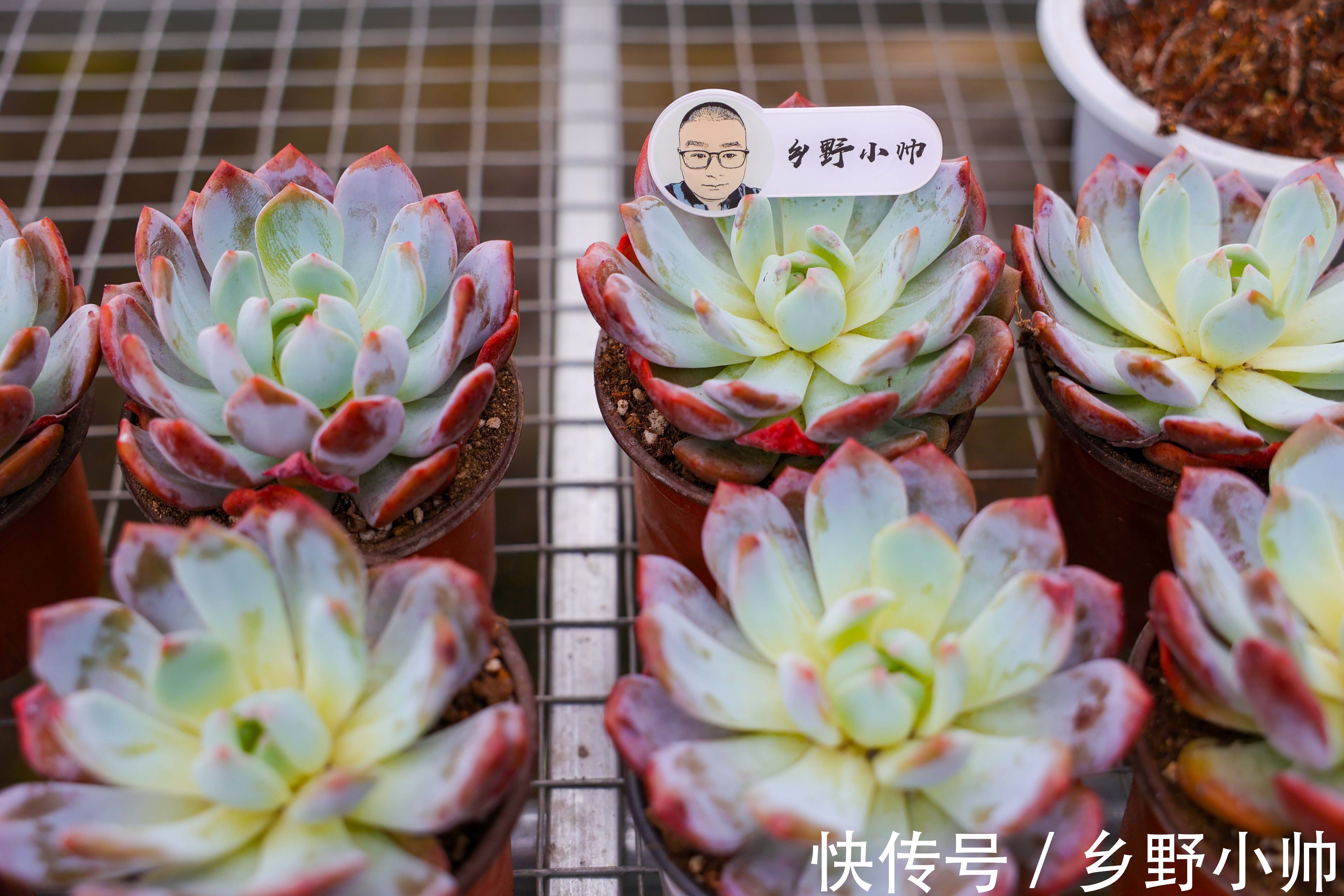 美杜莎|九月多肉季,小帅推荐这2种类型的多肉,好养又漂亮