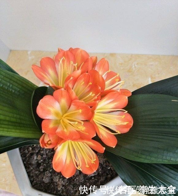 玉米棒|王叔养的君子兰,“壮如牛”,原来用了“老3样”,花大色艳!