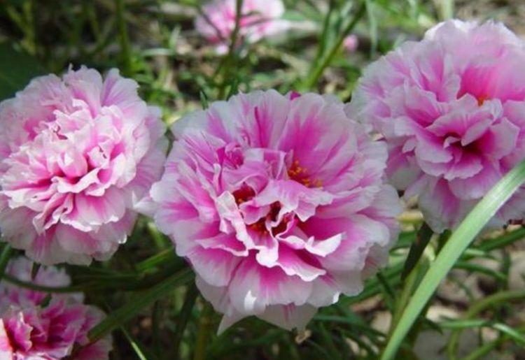 凤仙花|4种花养家里 ,沾土就活,轻松花开爆盆,一养就上瘾!