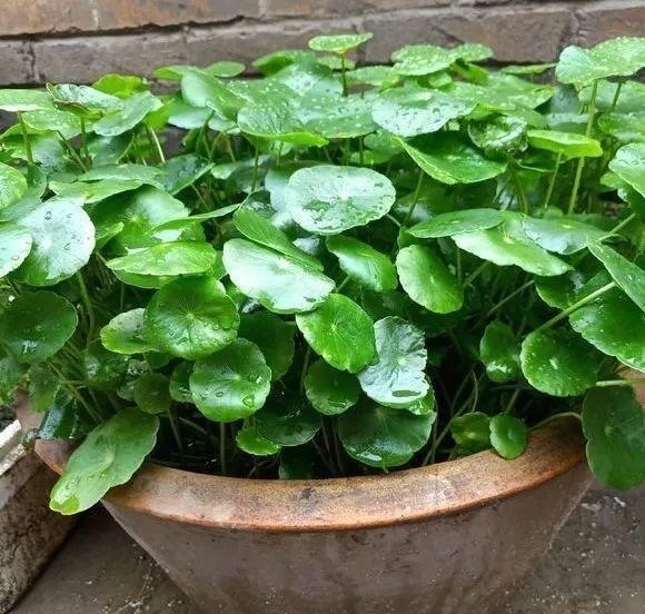 施肥|养铜钱草要“抓重点”，记住“2多1勤快”，叶子比硬币大2倍