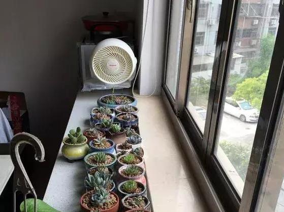盆栽多肉植物，该如何养出好状态紧抓4方面，长个快、不黄叶