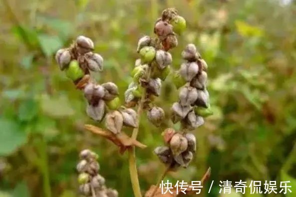 蒲公英根|春天,蒲公英,浑身是宝,对人体有4大好处,但3类人不宜吃