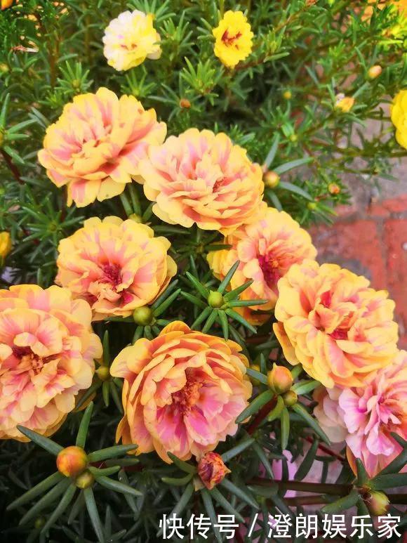 5种花快扦插,生根超快,1周长出大白根,新手也能插得活