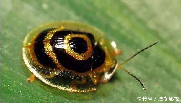 地球上最土豪的生物 体内含有24k金 抓到一个吃喝不愁 快资讯 地球上最土豪的生物 体内含有24k金 抓到一个吃喝不愁 快资讯