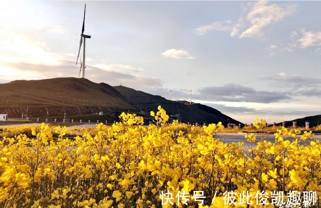 草山|美得像梦境！9月，油菜花在会泽大海草山盛开……