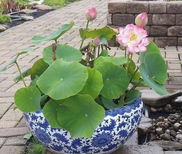 容器|家里有大水缸不要丢,拿来养花做容器,废物利用好处多