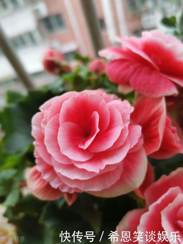 花草|“难养”花草名单已公布，是有些花友的最爱，劝你早放弃