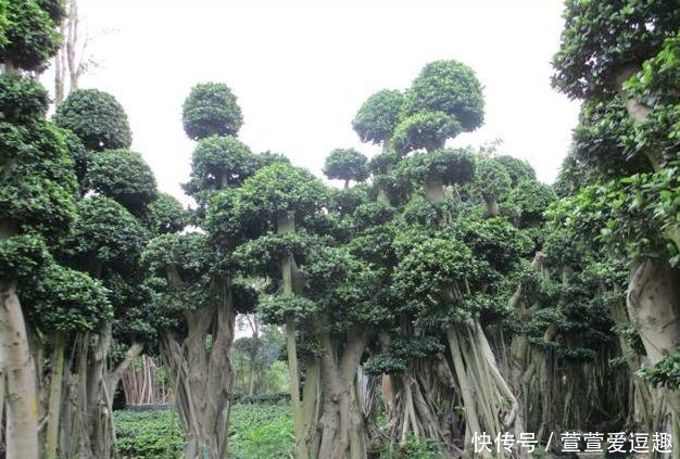 庭院种什么树最吉利，还好看？