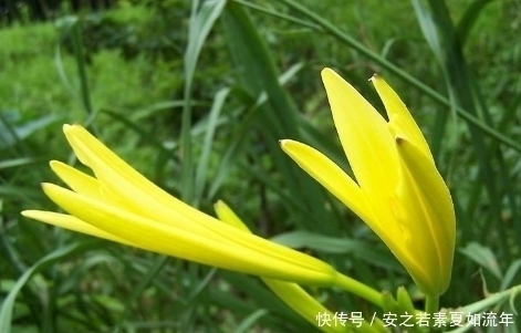 祛风|农村治病野菜,煲汤喝,宣肠益气、解毒祛风、除邪热,女人要多吃
