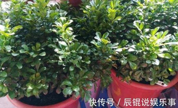 春夏交替，养啥花省心简单？家庭盆栽5款植物，装饰效果佳