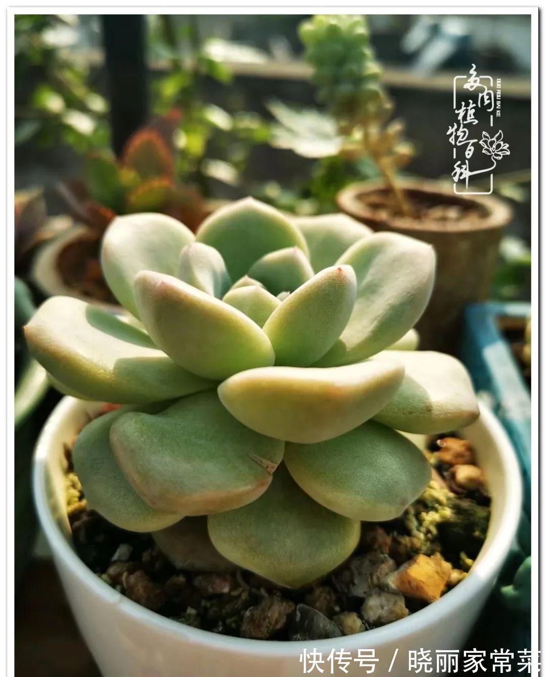 百科|多肉之路,让我沉醉,浮世三千,有肉就欢!