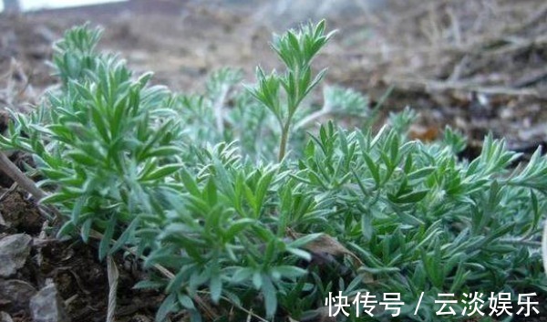 养肝|荒地里不起眼的野菜,竟然是养肝第一菜,抗病降血脂,早知早好