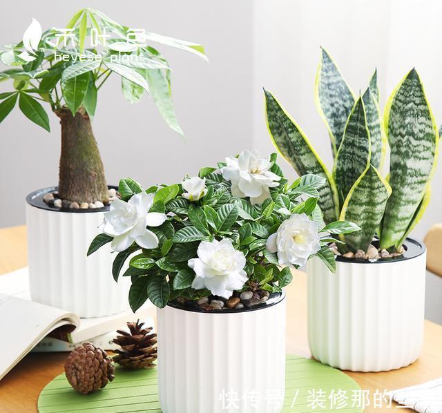 犯错|别再乱来了,养花最容易“犯错”的3件事,看看你中了几个?