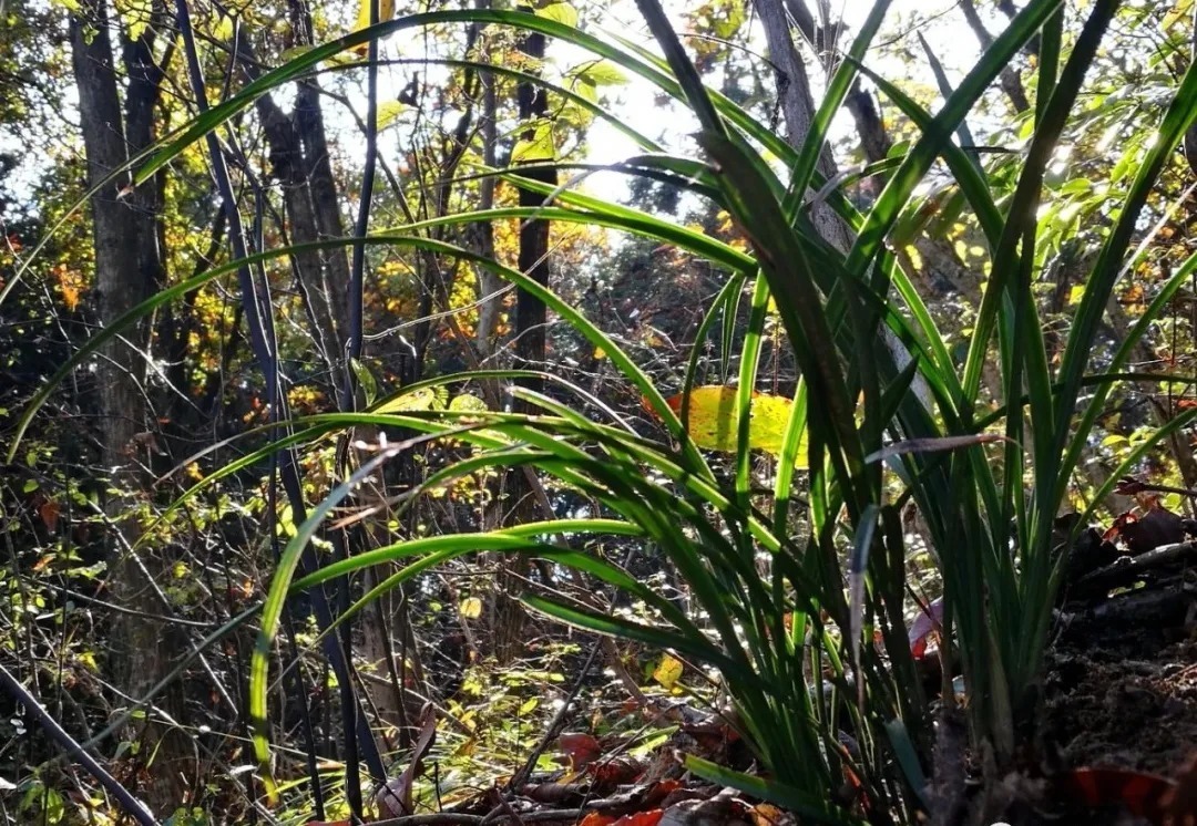 野生|家养兰花常发病，为什么野外的兰花病害少？兰友一语道破玄机