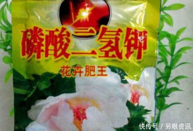 自制|教你2招，自制磷钾肥，肥效是磷酸二氢钾的5倍，一起来学！