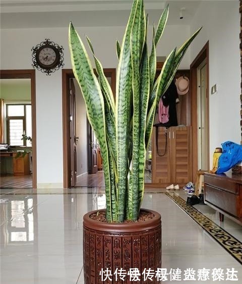 植株|虎皮兰浇2种“水”,蹭蹭长得旺,冒芽一个接一个!