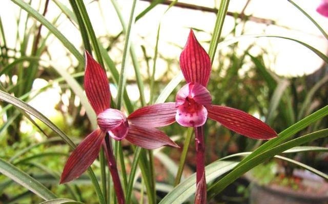 提醒大家见到此兰花，别犹豫，因为它能香整条街，非常好养易活