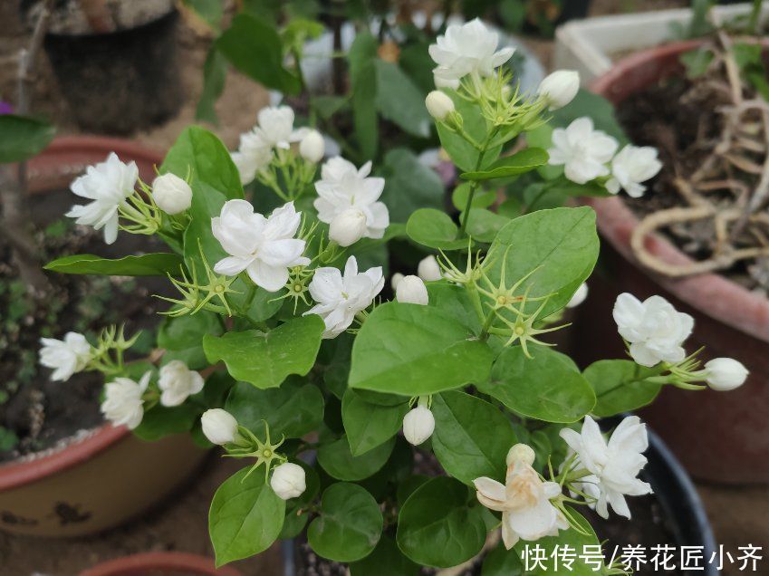 养分|养茉莉花发现4种枝条，正确的方法是及时剪掉，否则会影响开花