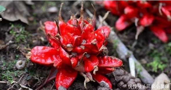 橢圓形|農村山間野草陽荷,祛風止痛、清腫解毒、止咳平喘、化積健胃