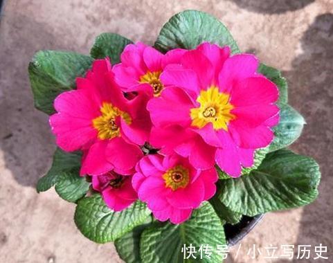 深秋逛花市,看到4种花随便买,再冷都能开花爆盆,十分漂亮