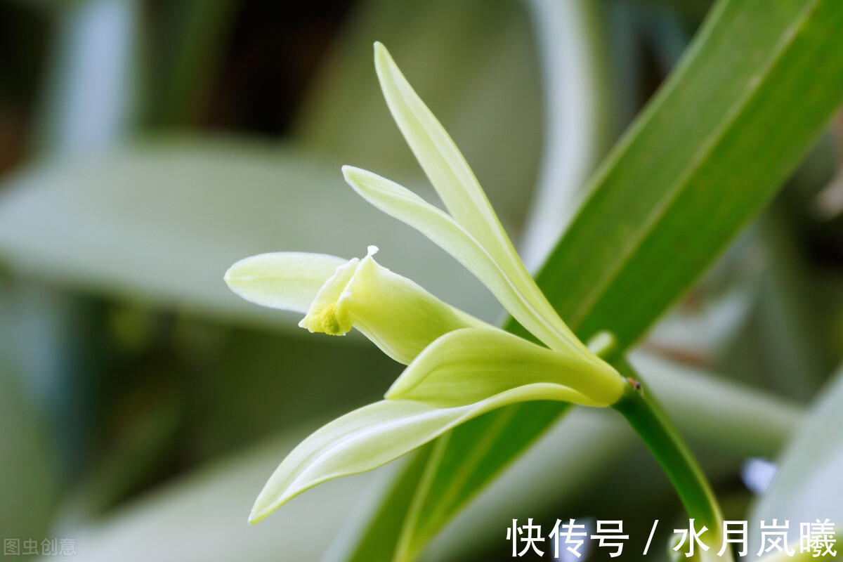 把酒问青天|宁肯媚晚凉，清风匝地随，一抹烟雨红尘事，半盏清欢岁月情