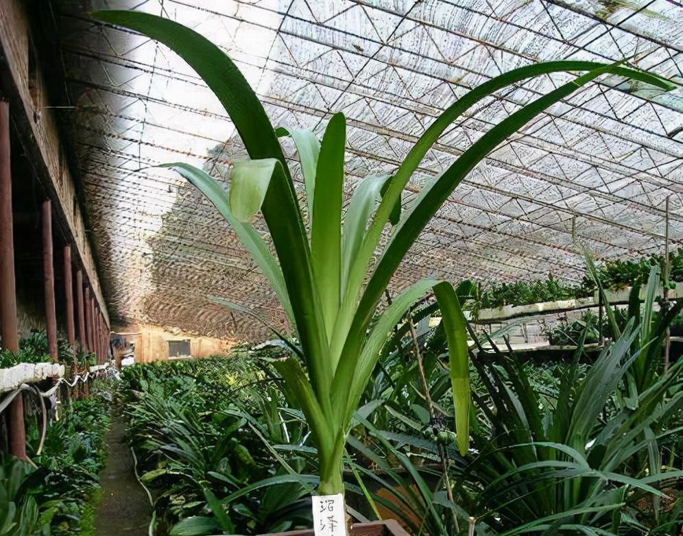 不小心打翻尿盆,倒在君子兰花盆里,还长出1米8大长叶