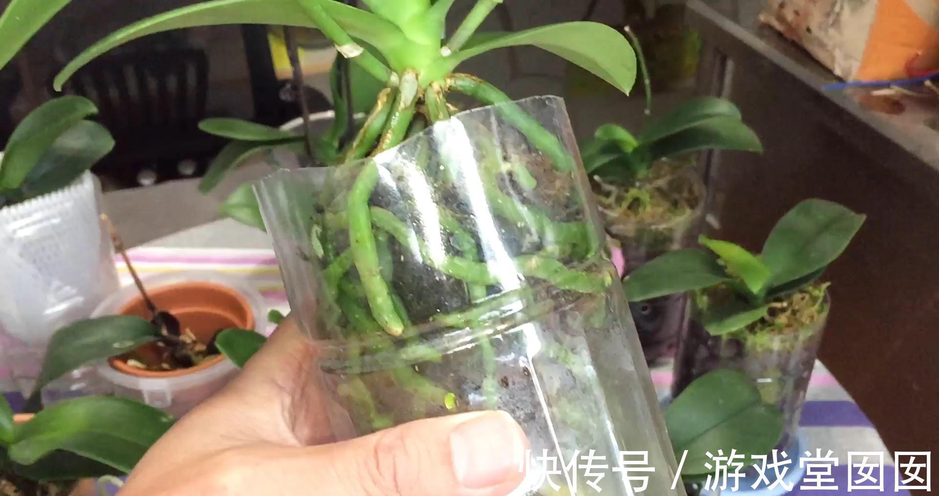 蝴蝶兰|大蒜小米辣养兰花,杀虫杀菌,刺激根部生长,救烂根蝴蝶兰