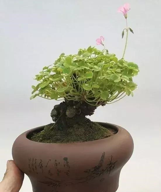 青苔|马路边常见“3种草”,养花盆里变“盆景”,好看又值钱!