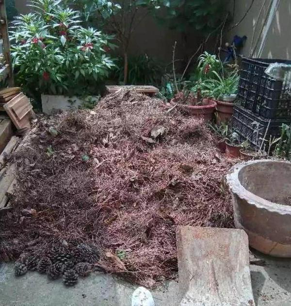 养花旧土该如何重复利用掌握这些，不用多费劲就能变成新土