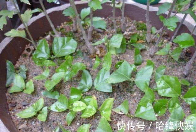 到了秋天只能扦插这4种花，剪根枝条能生根，来年开花香满屋