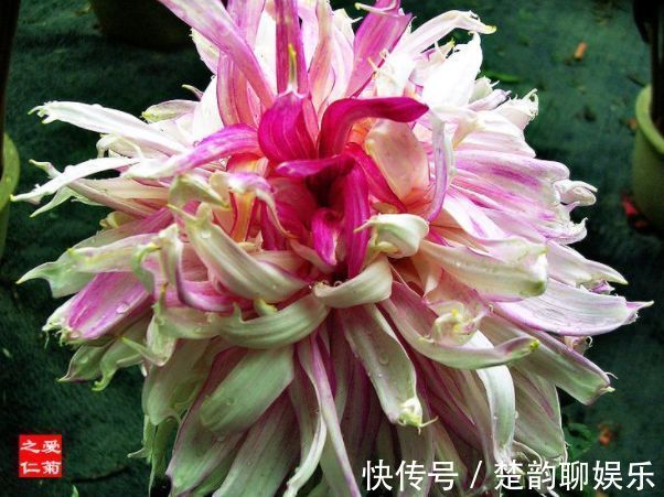 秋天养菊花,就养盆“名贵菊花”,花开“乐天红”,美艳动人!