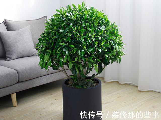 犯错|别再乱来了，养花最容易“犯错”的3件事，看看你中了几个？