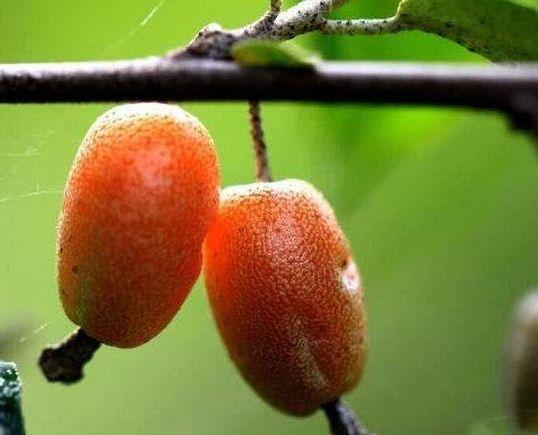 呵护|女人爱美，常吃3种食物，排毒清肠，调理肠胃，呵护身体