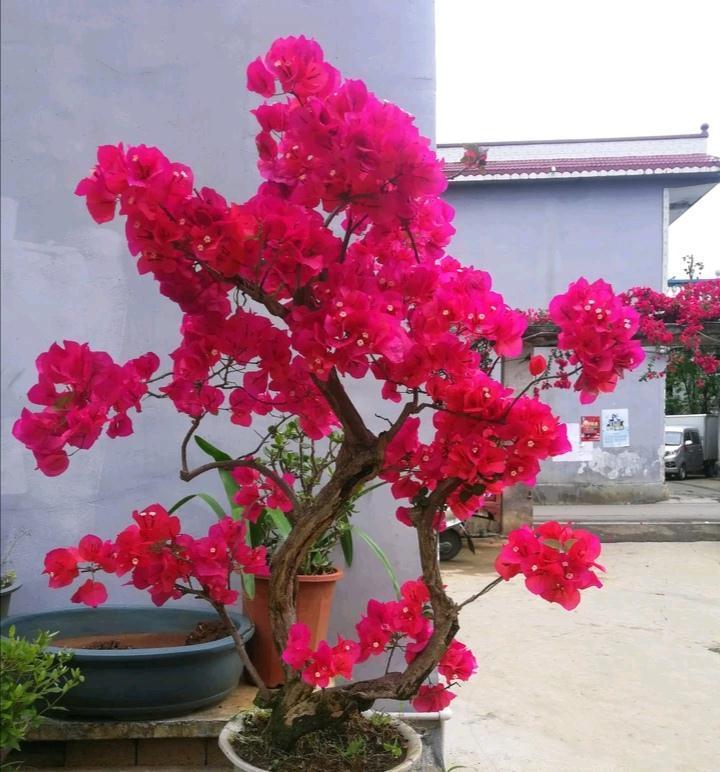 人家养三角梅，只见花不见叶，为何我养得枝繁叶茂却就是不开花